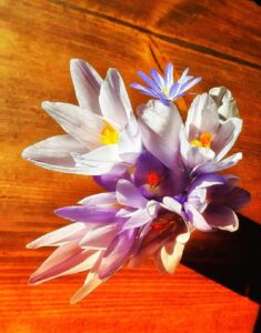 Εστιατόριο Σαλόνι - Καταφύγιο Κορομηλιά Εστιατόριο Σαλόνι - Καταφύγιο Κορομηλιά